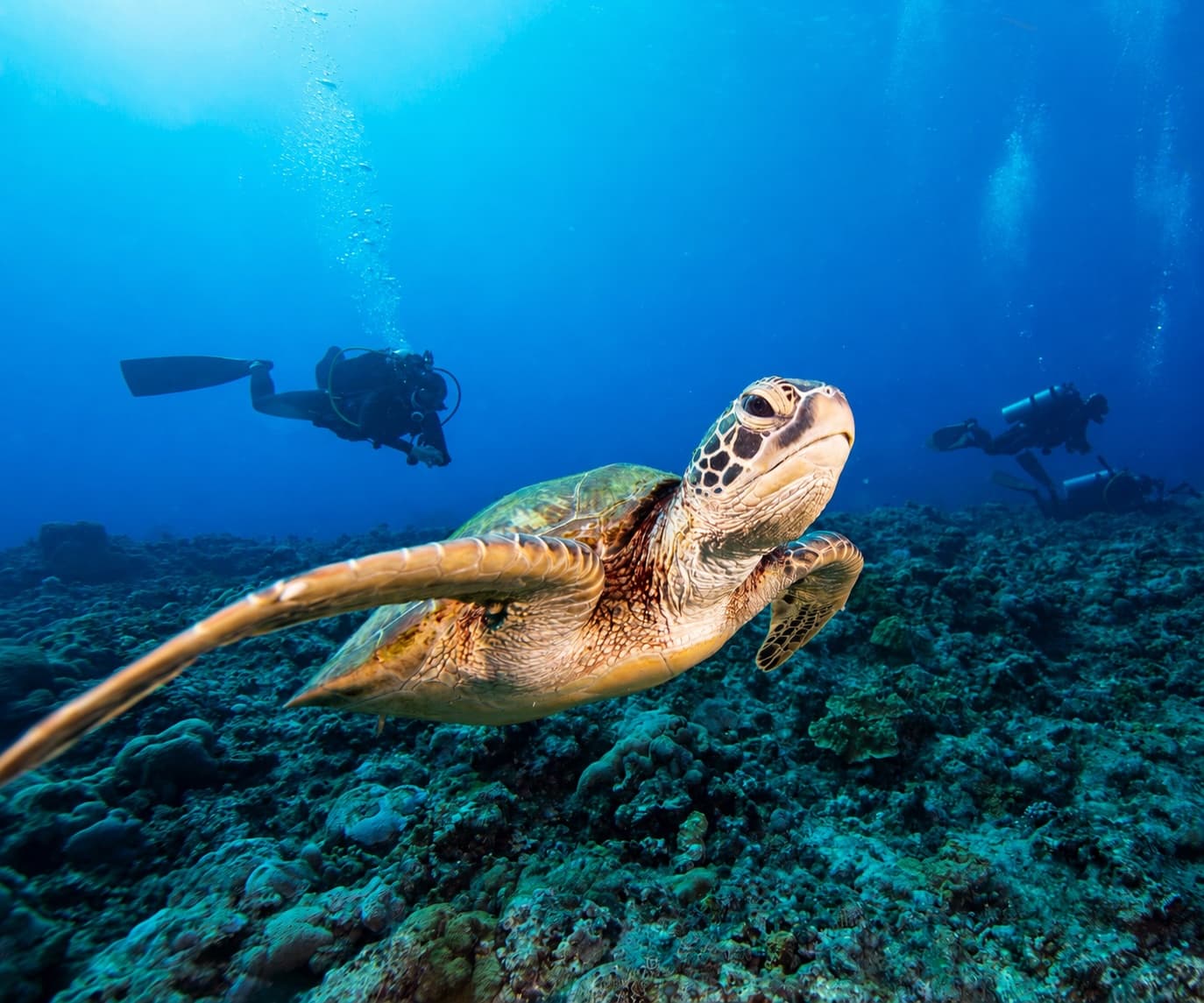 Introductory Dive in Bodrum with Divetalia